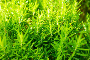 Juicy green rosemary growing in the garden in summer on a sunny day