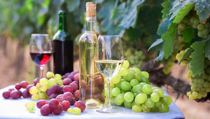 Fototapeta premium glasses of red and white wine and ripe grapes on table in vineyard