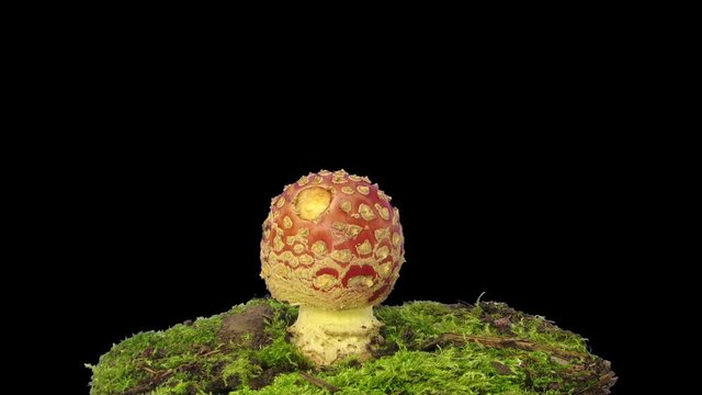 Time-lapse of growing fly agaric (Amanita Muscaria) mushroom in a forest 12a3 in RGB + ALHA matte format isolated on black background
