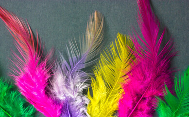 Yellow, pink, purple, green bird fluffy feathers on grey background. Macro plumes photography. Vibrant natural wallpaper. Multicolored quills top view. Colorful soft tropical plumages of exotic birds.