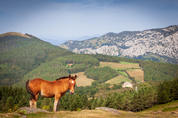 a horse at urkiola national park landscape