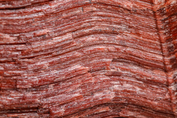 Macro mineral stone Bull eye, tiger's eye in the breed on a white background