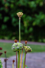 Semillas de flor de loto en un botánico