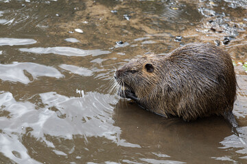 High angle shot of a coypu in the water in the zoo
