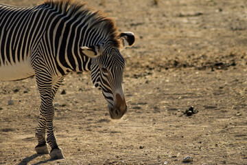 Fototapeta na wymiar Zebra ind the afrecan reserve