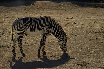 Fototapeta na wymiar Zebra ind the afrecan reserve