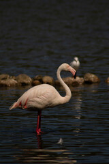 Flamingo in the african reserve