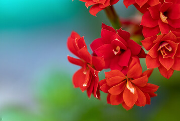 A macro view of a succulent plant. Kalanchoe blossfeldiana. Also know flaming Katy, Christmas kalanchoe, florist kalanchoe. Madagascar widow's-thrill. The exuberance of red in nature.