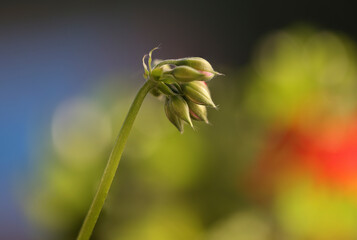 Macrophotography of red geranium buds before blooming.  Also know as Cranebills.  Stunning nature.