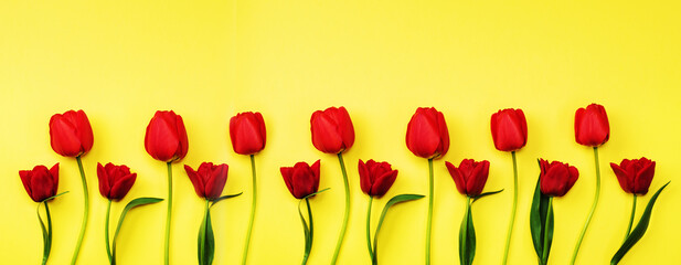 Banner Beautiful flowers tulips on a yellow background, top view with copy space.