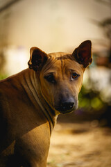 Obraz premium Brown short haired dog looking at camera.