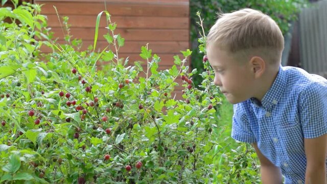A six-year-old boy harvests gooseberries against a background of green young foliage on a bright sunny day in the village. It's raining. Selective focus. Portrait