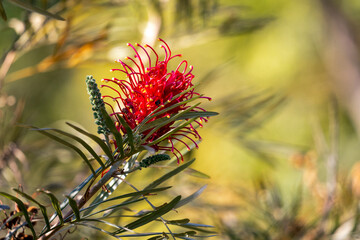 A vibrant Grevillea superb flower. A australian native red flower also found in the Midwest of...