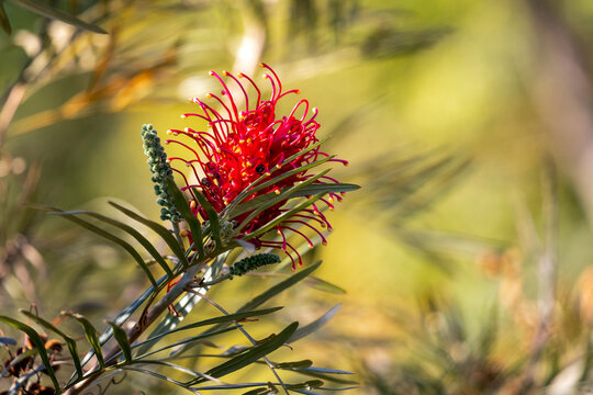 A vibrant Grevillea superb flower. A australian native red flower also found in the Midwest of Brazil. Species Grevillea banksii. Amazing nature. Red flower.
