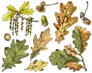 Set of colorful autumn oak leaves with acorns. 