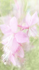 Fototapeta na wymiar pink 'butterfly flower' plant, Guara, in high key with soft blur effect, light, bright, airy