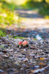 Fly agaric (Amanita Muscaria) mushroom in the forest. Red cap mushroom close up.