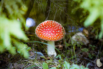 Fly agaric (Amanita Muscaria) mushroom in the forest. Red cap mushroom close up.