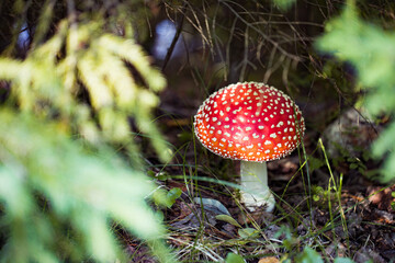 Fly agaric (Amanita Muscaria) mushroom in the forest. Red cap mushroom close up.