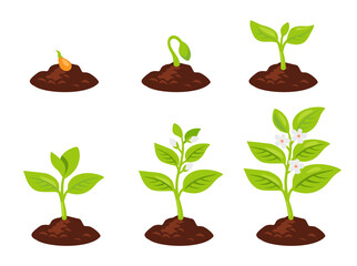 Planting tree vector. Seeds sprout in ground. Plant grows