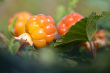 cloudberry is a sweet and vitamin-rich berry
