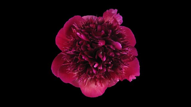 Time-lapse of dying red peony (Paeonia) flower 3a4 in 4K PNG+ format with ALPHA transparency channel isolated on black background, top view
