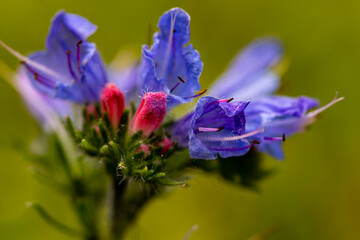 Echium vulgare flower growing in field, close up shoot	