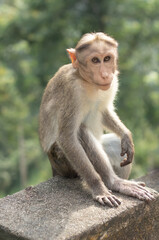 Obraz premium Indian monkey sitting in a roadside