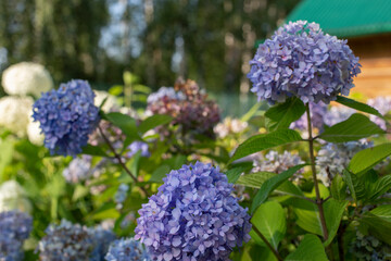 Blue and white hydrangeas in bloom close-up at sunset in the garden with selective focus. Natural flower background