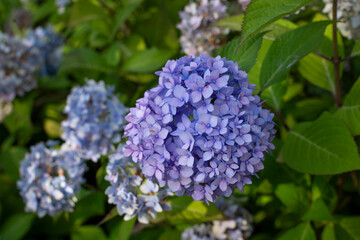 Blue and white hydrangeas in bloom close-up at sunset in the garden with selective focus. Natural flower background