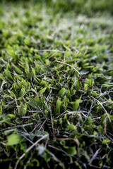 Dry grass background