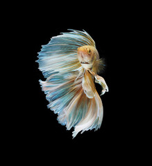 A betta fish is a small, freshwater fish that is brightly colored, has long fins, This is one of kind betta fish called Multicolor Halfmoon betta Fish.