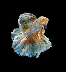 A betta fish is a small, freshwater fish that is brightly colored, has long fins, This is one of kind betta fish called Multicolor Halfmoon betta Fish.