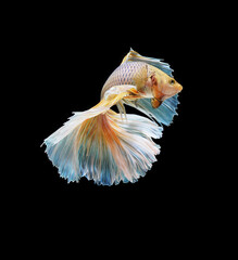 A betta fish is a small, freshwater fish that is brightly colored, has long fins, This is one of kind betta fish called Multicolor Halfmoon betta Fish.