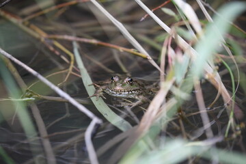 Frosch
