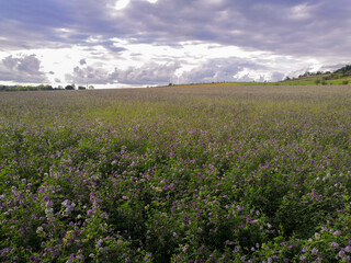 End of summer day in a blooming alfalfa field, cloudy sky