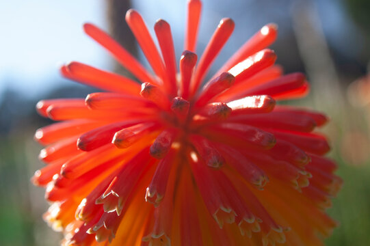 Flor 