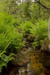 thickets of green ferns in the forest