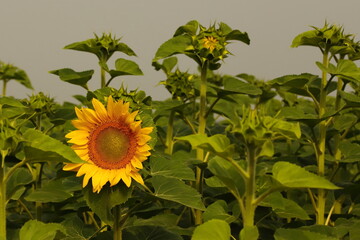 Fototapeta premium słoneczniki, kwiaty, żółte kwiaty, toskania, rośliny