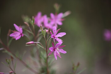 Rosmarin-Weidenröschen