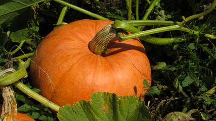 Photo of pumpkins on a farm field. autumn harvest of pumpkins