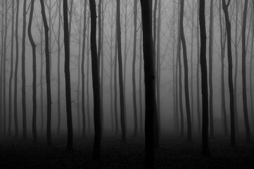 Dead forest