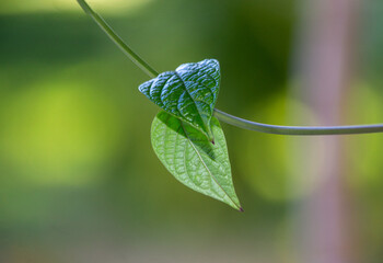 A creeper vine leafs swaying in the wind. A heart shaped leaves of a creeper vine. Moving photo....