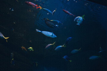 school of fish