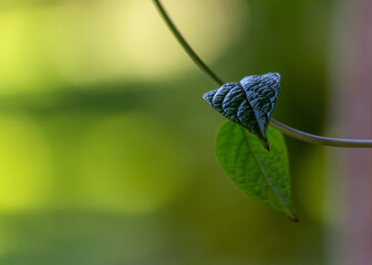 A creeper vine leaf swaying in the wind. A heart shaped leaves of a creeper vine. Moving photo....