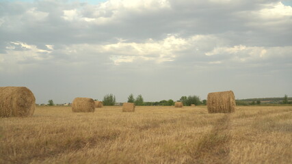 Rolled haystacks in a field. Harvesting in the field.