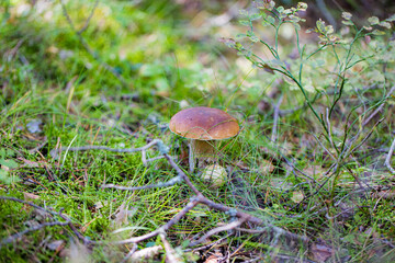 Cep or Boletus Mushroom growing on lush green moss in a forest (Boletus edulis)
