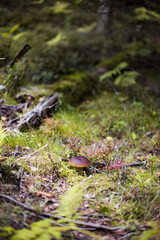 Cep or Boletus Mushroom growing on lush green moss in a forest (Boletus edulis)