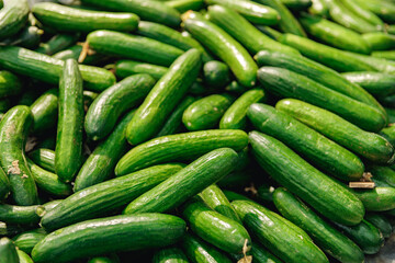 Pile of fresh cucumbers on counter in supermarket
