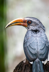 Indian grey hornbill closeup shot 